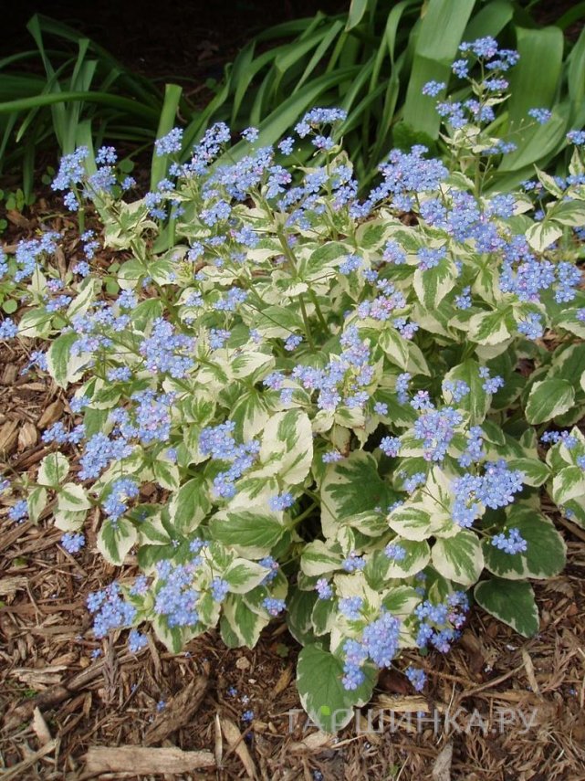 Бруннера Вариегата