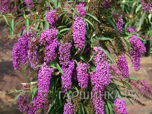 Буддлея Давида Нано Пурпл