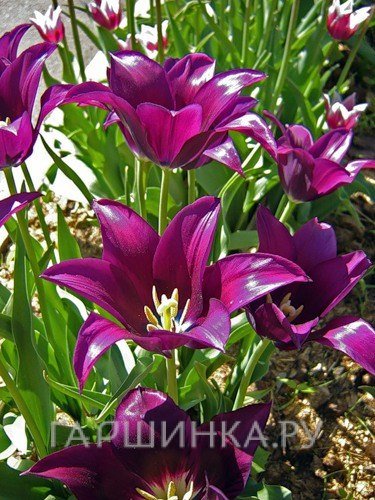 Тюльпан Бургунди лилиецветный 5шт