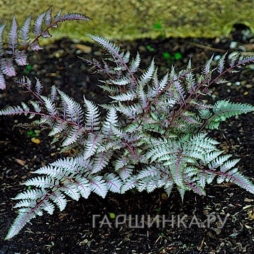 Кочедыжник (папоротник) ниппонский Бургунди Лейс