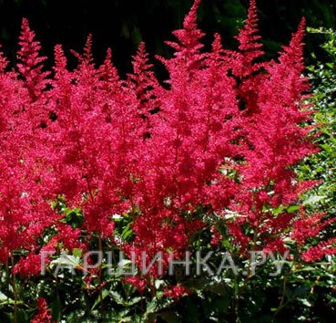 Астильба Арендса Бургунди Ред