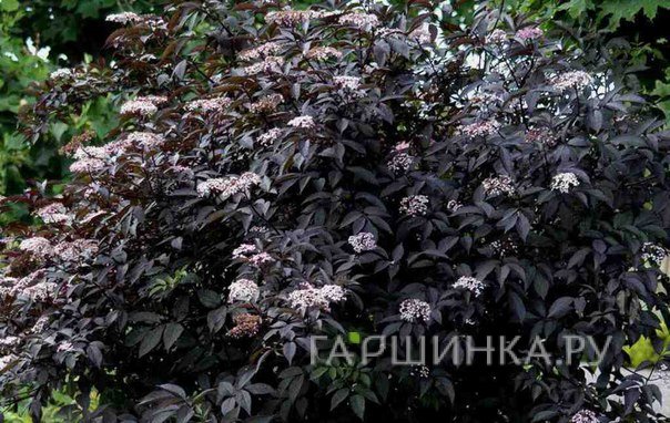 Бузина Блэк Бьюти
