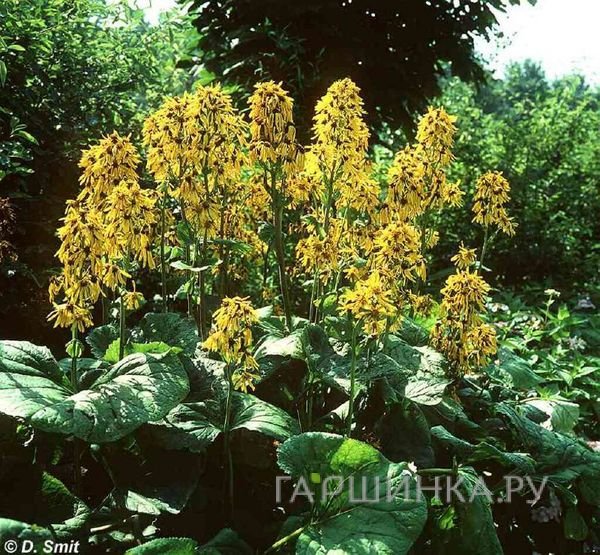 Бузульник Грегиног Голд