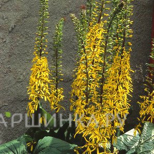 Бузульник Пржевальского