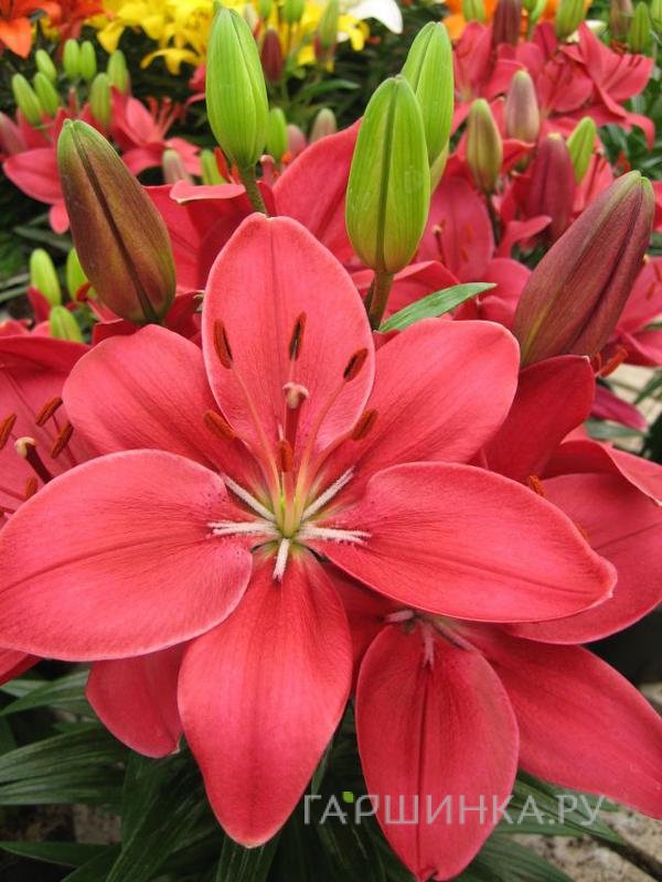 Лилия Баззер азиатская низкорослая/2 шт