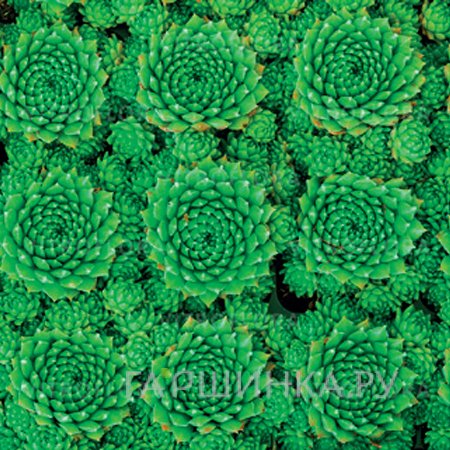 Молодило Green 001