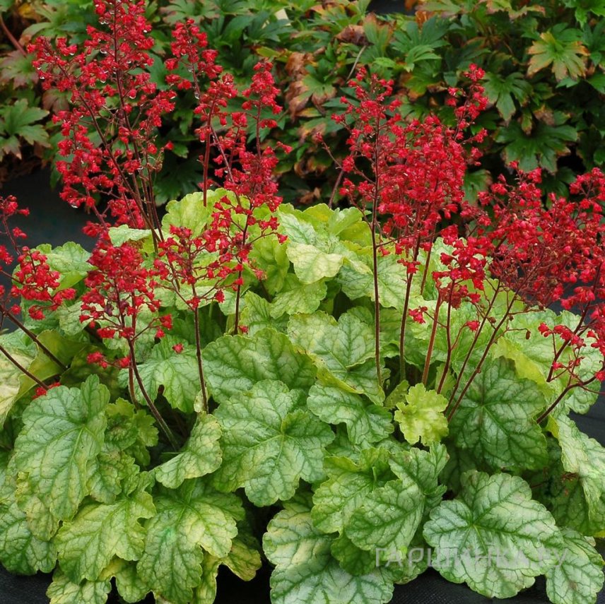 Гейхера Токио