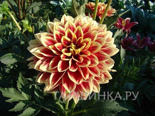 Георгина Кабальеро декоративная