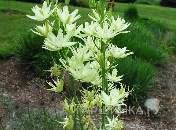 Камассия Семиплена махровая 2шт/уп