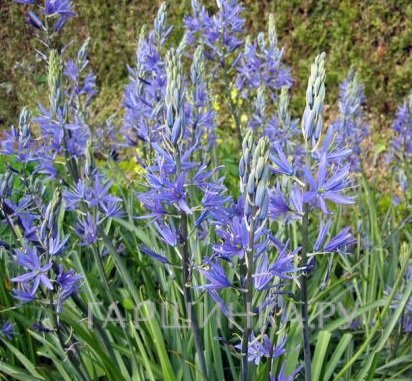 Камассия квамаш 10 шт