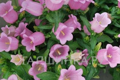 Колокольчик Milan Lilac