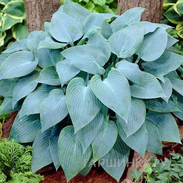 Хоста Кандиан Блу (SM)