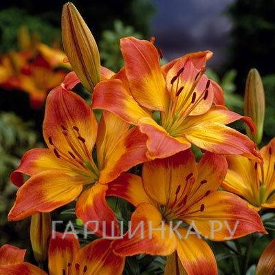 Лилия Канкун азиатская/ 2шт