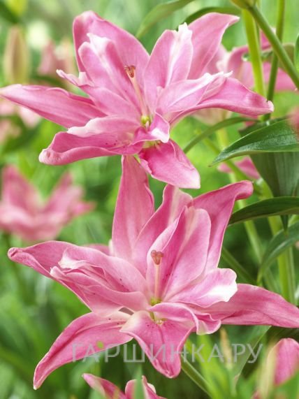 Лилия Канди Блоссом азиатская махровая/2шт
