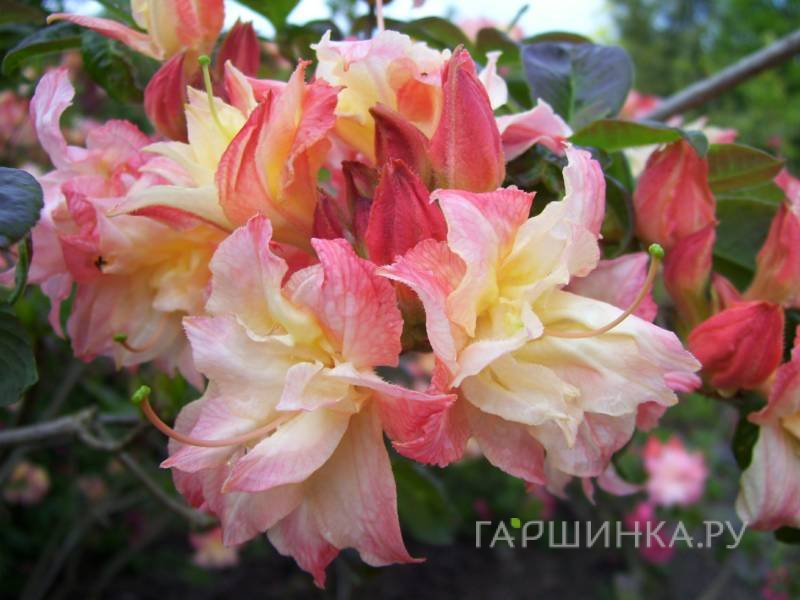 Рододендрон (Азалия) Кэннонс Дабл