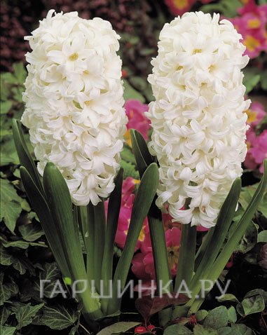 Гиацинт Карнеги 3 шт