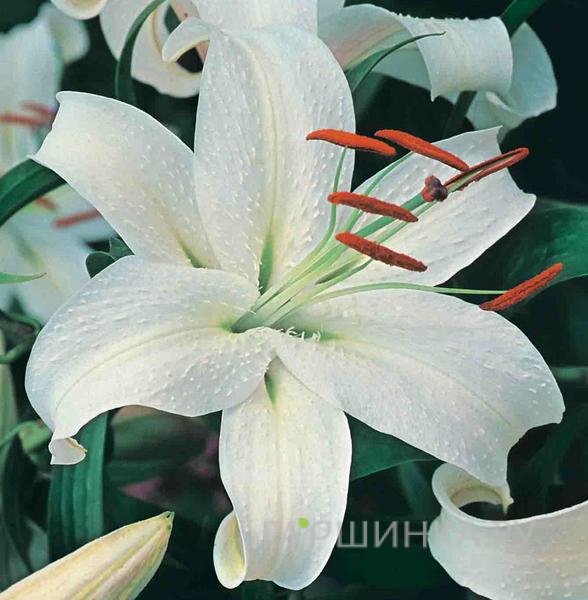 Лилия Каса Бланка восточная