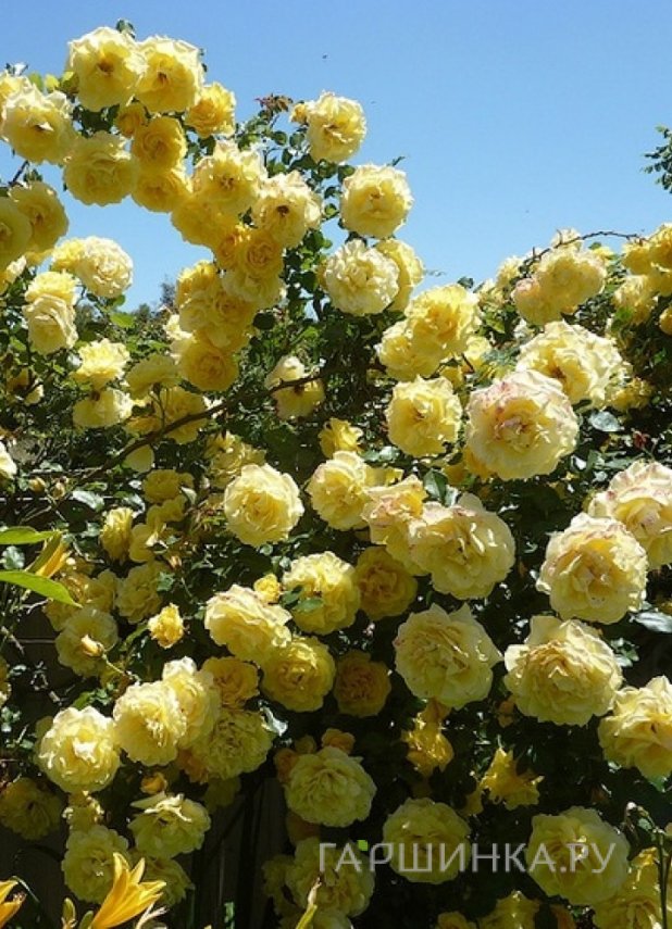 Роза Казино плетистая, Imperial Rose