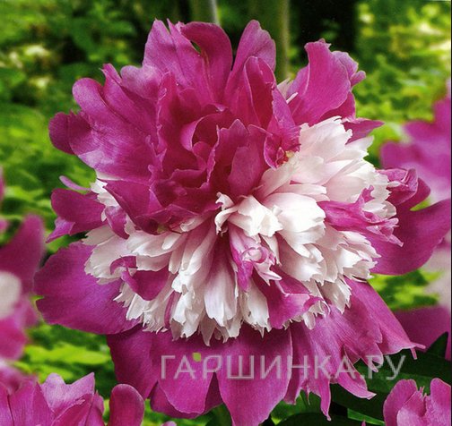 Пион Селебрити