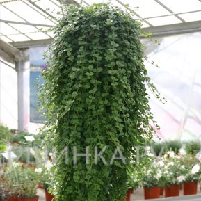 Чабер Индиан Минт