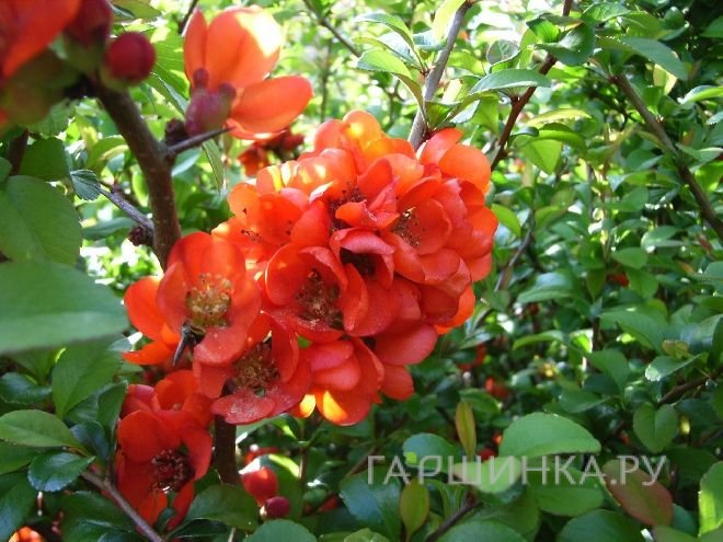 Айва японская Саржента