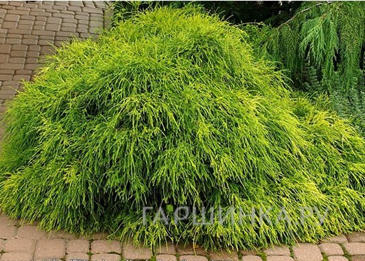 Кипарисовик горохоплодный Филифера Нана