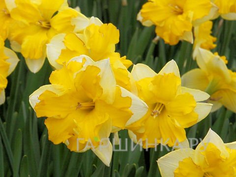 Нарцисс Шантерель гофрир.коронка 5шт.