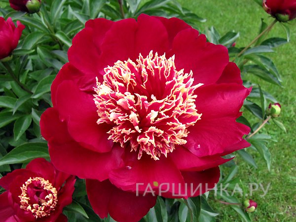 Пион Чарльз Берджес