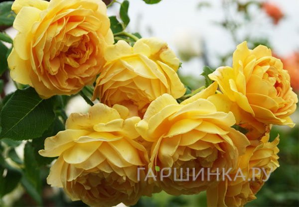 Роза Чарльз Дарвин, Д.Остин кустарниковая (лиц)