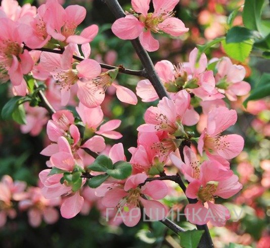 Айва Пинк Леди