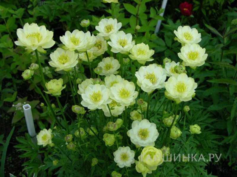 Купальница Чеддер