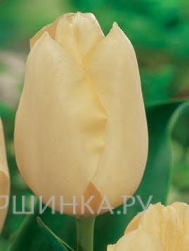 Тюльпан Чирз Триумф 5шт