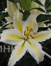 Лилия Чилл Аут восточная /2шт