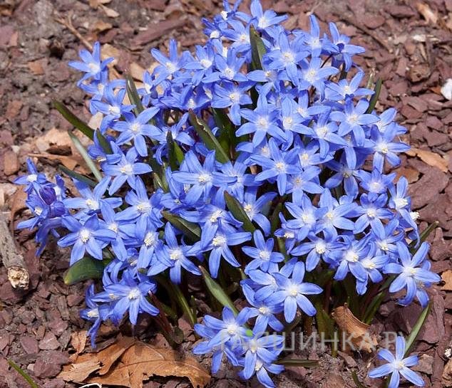 Хионодокса Блю Джиант 15шт