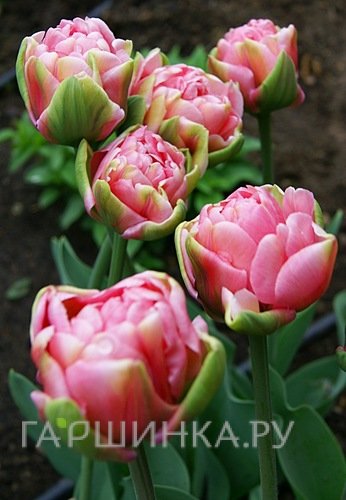 Тюльпан Christo махровый 5шт