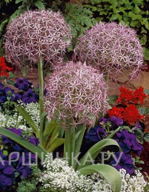 Лук декоративный Христофа 3 шт