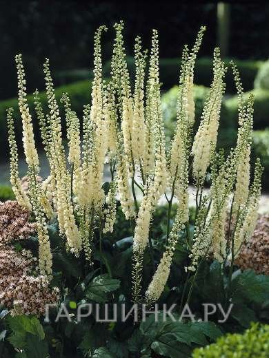 Цимицифуга (Клопогон) Кордифолия