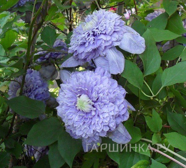 Клематис Блу Лайт (Голубой свет) махровый (2)