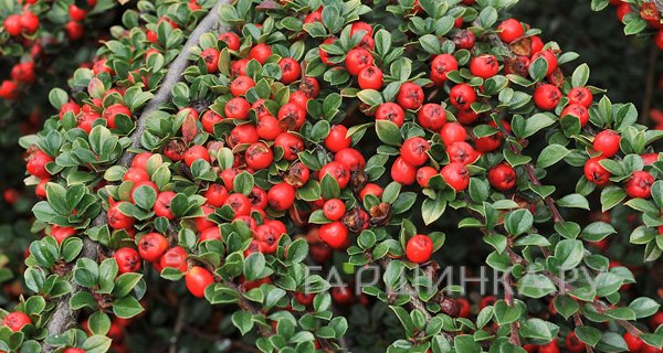 Кизильник Корал Бьюти