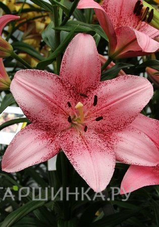 Лилия Коголето азиатская /2шт