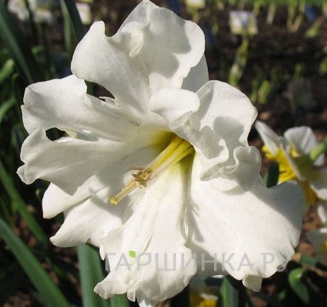 Нарцисс Колбланк разрезнокорончатый 3шт