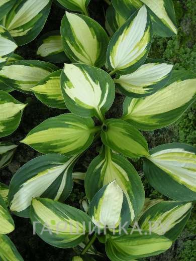 Хоста Колор Фестивал (SM)