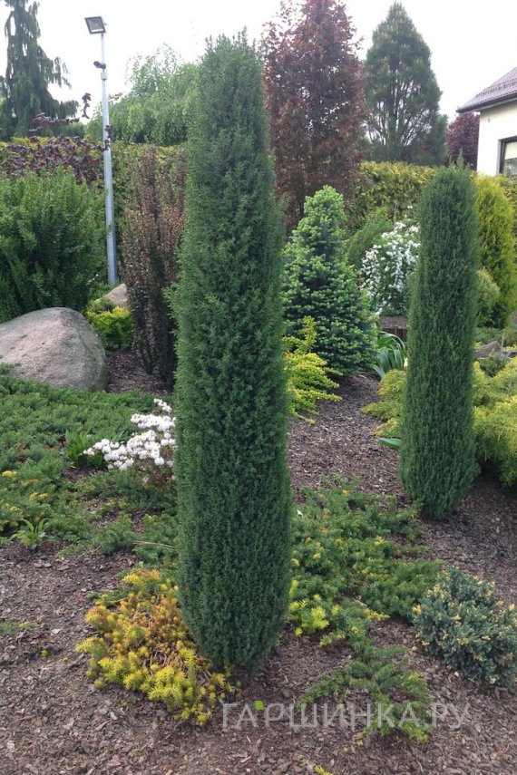 Можжевельник Арнольд обыкновенный
