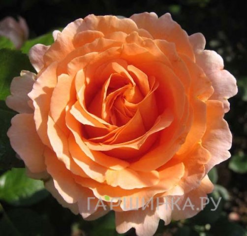 Роза Компассион плетистая, Imperial Rose