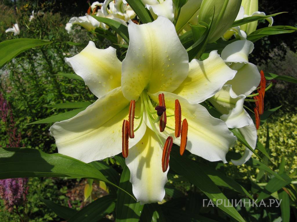 Лилия Конка Д'Ор ОТ-гибрид