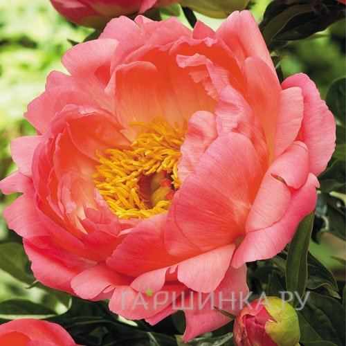 Пион Корал Сансет