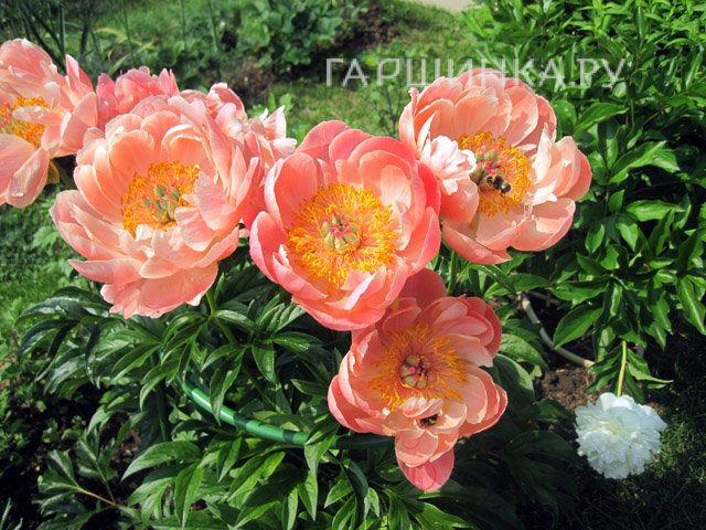 Пион Корал Суприм