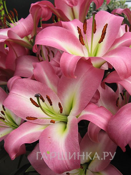 Лилия Корсини ОТ-гибрид/2шт