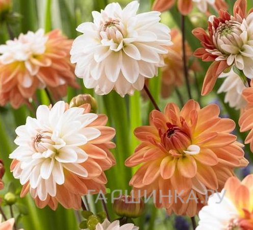 Георгина Куп де Солейл декоративная