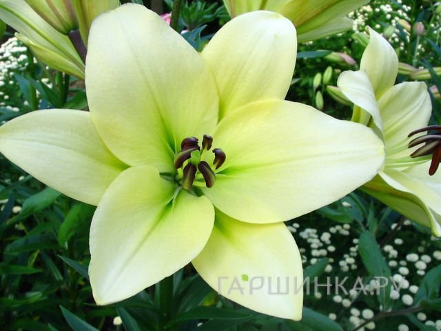 Лилия Курьер ЛА-гибрид/2 шт